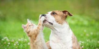 Dalla A alla Zampa, i veterinari incontrano la città