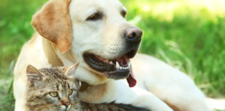 Dalla A alla Zampa: i veterinari recuperano l’incontro in città