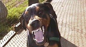 Aggredito dal Dobermann in officina Dobermann aggredito