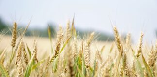 Gli agricoltori vicentini dialogano con l’India, numero uno per il latte