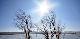 Maltempo Emilia Romagna: l’onorevole Basso presenta interrogazione per chiedere l’intervento UE a sostegno delle popolazioni colpite. rami-di-albero-senza-foglie-in-acqua-min