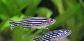 Il pesce che “rigenera” il cuore