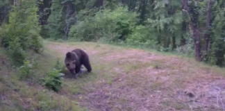 Orso bruno avvistato nei boschi di Fregona