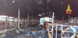 In fiamme una stalla, feriti un uomo e 40 capi di bestiame La stalla dove è avvenuto l’incendio