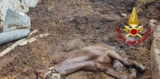 Cavallo cade dentro una pozza di letame: salvo Il cavallo caduto nella pozza di letame