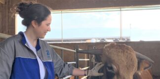 A Cologna Veneta una stalla che coccola i bovini