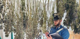 Stanghella: Il pollice verde per la cannabis: coltiva e prepara marijuana, arrestato