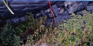 Controllo per allaccio abusivo, spuntano 75 piante di marijuana controllo marijuana