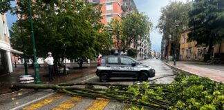 Maltempo, alberi caduti in terraferma veneziana Alberi caduti a terra per il maltempo