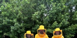 Nuova famiglia di api al Parco Morandi Nuova famiglia di api al Parco Morandi