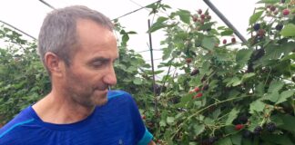 More, ottima raccolta ma prezzi più bassi del 2022