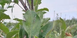 Grandine: devastati frutteti e vigneti dal basso lago all’Est