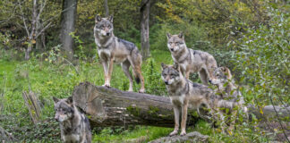 Troppi lupi in montagna, urge soluzione Troppi lupi in montagna, urge soluzione