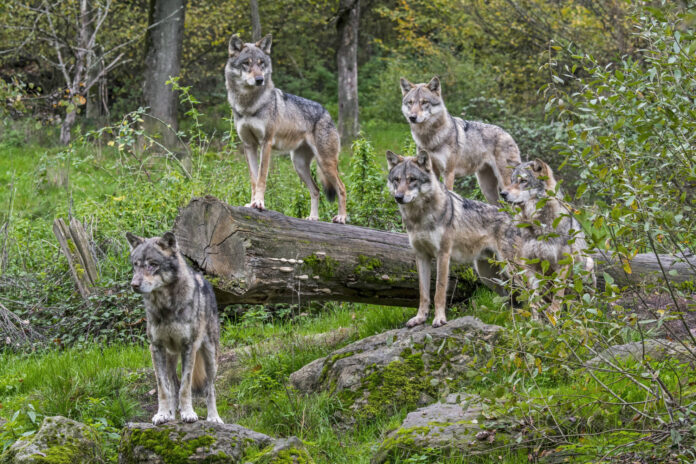 Troppi lupi in montagna, urge soluzione