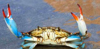 Granchio blu, necessarie misure più efficaci Granchio blu - foto di repertorio