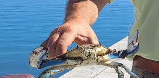 Granchio blu, vertice al distretto pesca incentivare