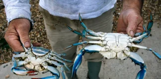 Granchio Blu, Caner “Soluzione culinaria ideale per contrastarne la proliferazione”