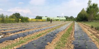 Variante Urbanistica del Basso Isonzo: dalla Regione il via libera per la VAS variante basso isonzo