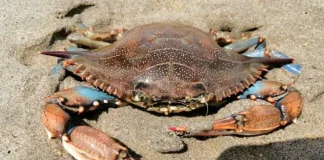 Il Veneto stanzia risorse aggiuntive per pesca, sport e cultura