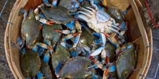 Granchio Blu, 3 milioni dal Governo per la cattura. Zaia “Sfida che dobbiamo vincere”