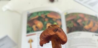 Intossicazioni da funghi: al Rama i professionisti della prevenzione e della cura Funghi velenosi Cortinarius speciosissimus - immagine di repertorio