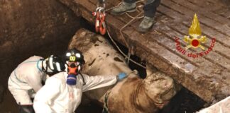 Santa Maria di Sala, salvati due bovini sprofondati in una vasca di liquami Il salvataggio dei bovini da parte dei Vigili del Fuoco
