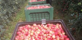 Buona qualità e colore intenso per le mele di Biancaneve