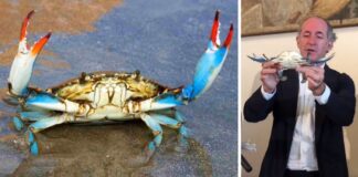 Granchio blu, Zaia “in Veneto 150 tonnellate già destinate al consumo”