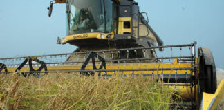 Riso beneficiato dalle piogge: via alla raccolta la settimana prossima