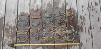 Granchio Blu, proseguono le indagini di Veneto Agricoltura