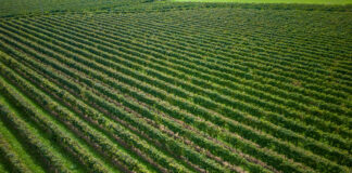 Al Prosecco Costaruél la medaglia d’oro del Berliner Wine Trophy