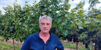 Caldo e piogge, che vendemmia ci aspetta? Risponde Condifesa