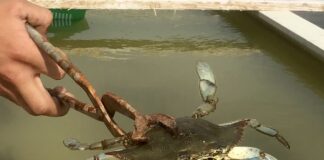 Granchio blu, i gestori di allevamenti ittici incontrano l’assessore Corazzari