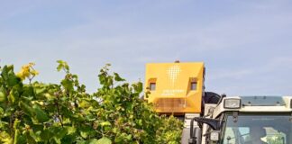 Vino, Coldiretti: “Nel veneziano vendemmia difficile” Vino: raccolta di Glera in un'azienda agricola di Loncon, ad Annone Veneto