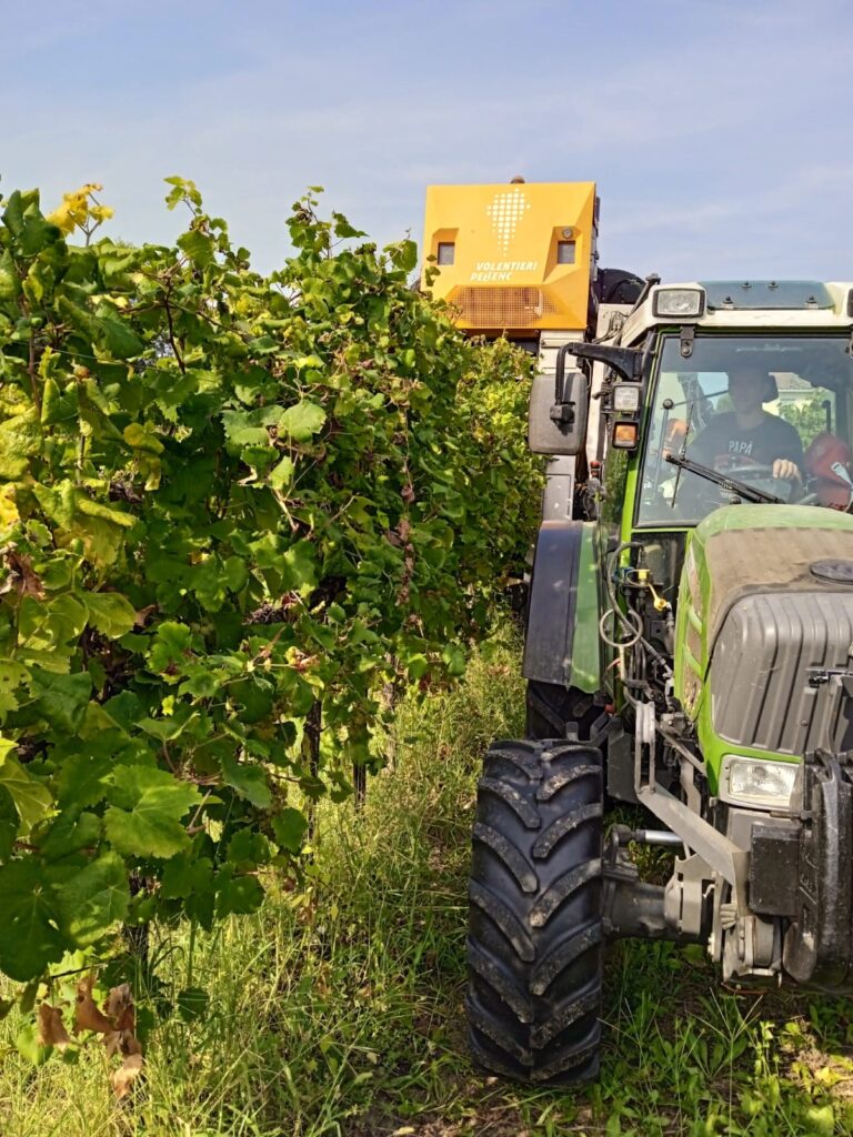 Vino: raccolta di Glera in un'azienda agricola di Loncon, ad Annone Veneto