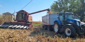 Cereali, prezzi in caduta libera: la preoccupazione degli agricoltori veneziani Cereali - la trebbiatura del mais