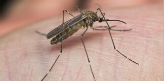 Mestre, disinfestazione straordinaria per un caso di virus Dengue Zanzara, virus Dengue - foto di repertorio