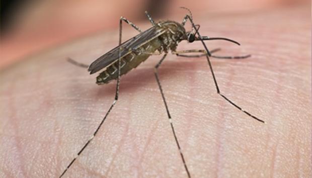 Zanzara, virus Dengue - foto dal sito del Comune di Venezia