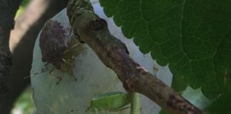 Frutta in via di estinzione, gli agricoltori chiedono aiuto