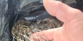 A Chioggia quintali di reti salvate dall’abbandono Reti di plastica