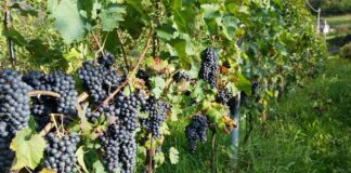 Vendemmia, meno produzione ma uva di buona qualità
