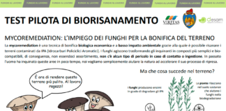 Funghi per bonificare le Ex Cave Casarin a Mestre Funghi per bonificare il terreno