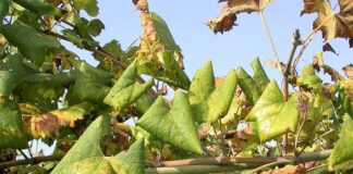 Lotta alla Flavescenza dorata: il Comune di Ponzano mette 3mila €