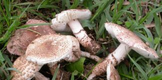 Tragedia a Follina: anziana muore per avvelenamento da funghi velenosi