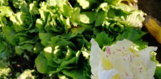 Croccante e colorato: il radicchio di Verona vola nel Sud