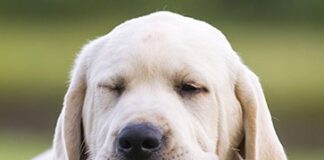 Ordinanza sindacale, stop ai botti e ai fuochi di Capodanno