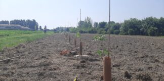 Un nuovo bosco urbano a Jesolo Il nuovo bosco urbano che sorgerà a Jesolo