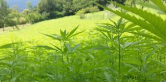 Canapa industriale, nella pianura padana il terreno ideale