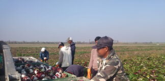 Lavoratori extracomunitari: Click Day con 1.200 domande inserite da Coldiretti Venezia Lavoratori extracomunitari nella raccolta del radicchio