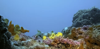 Le Tegnue di Chioggia: 20mila euro dalla Regione per la candidatura a patrimonio Unesco Le Tegnue di Chioggia
